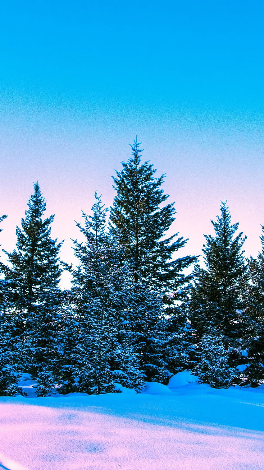 겨울, 숲, 나무, 선명한, 하늘 삼성 갤럭시 s4, s5, 노트, 소니 xperia z, z1, z2, z3, htc one, lenovo vibe background, Winter Vibes HD 전화 배경 화면