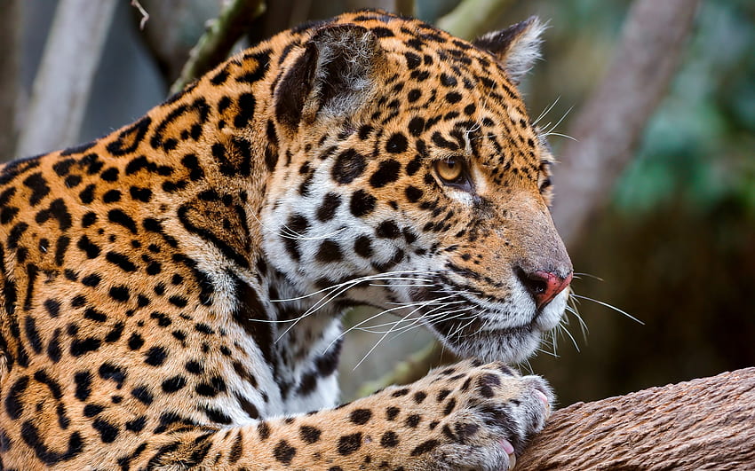 Hewan, Jaguar, Moncong, Predator, Kucing Besar Wallpaper HD