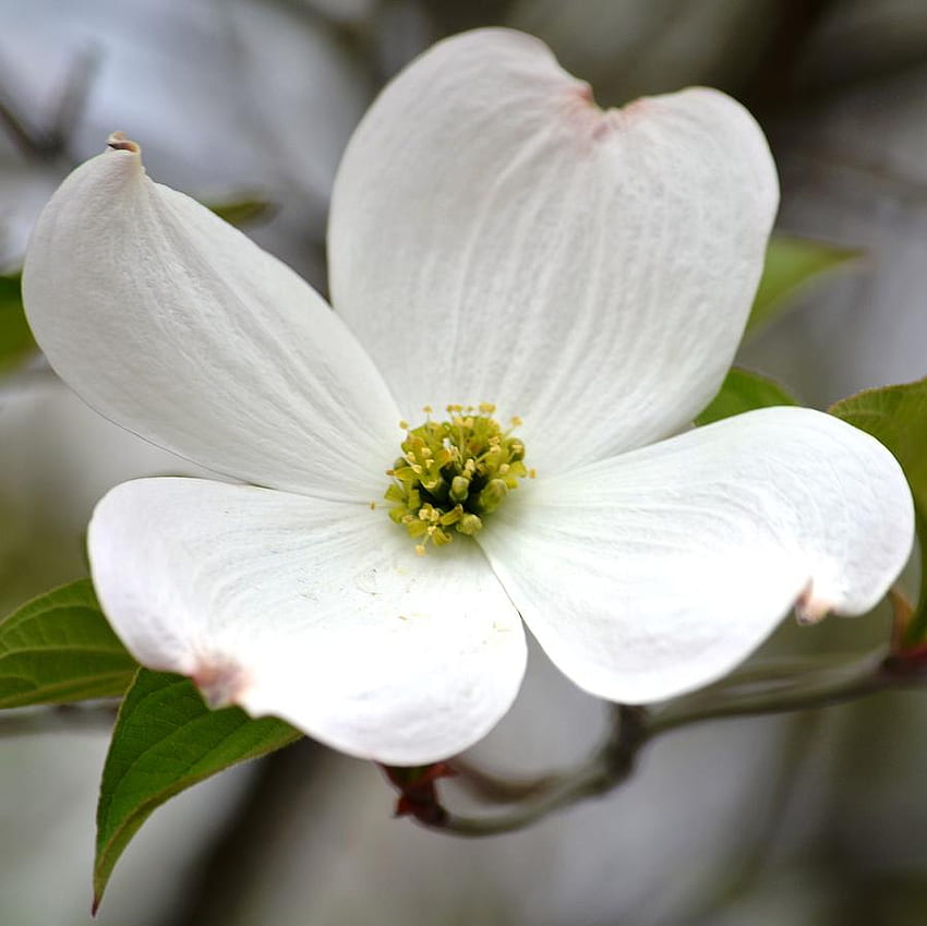 Hartriegel-Blume. Plus HD-Hintergrundbild