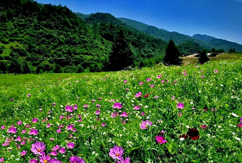 Mountain meadow, delight, peaks, nice, slope, meadow, beautiful, grass, fresh, mountain, summer, pretty, field, freshness, green, nature, flowers, lovely HD wallpaper