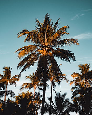 Tropical Foliage in Green and Pink from the Palm Springs Col – BURKE