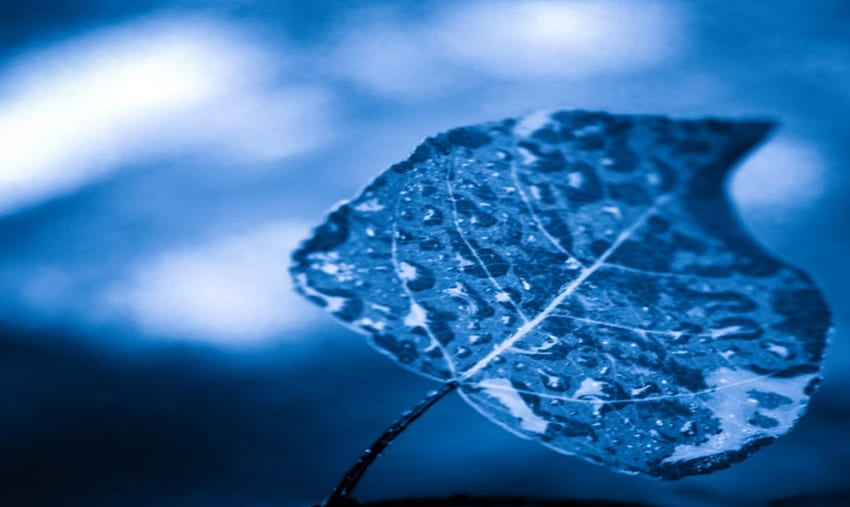 Blue Leaf, blue, abstract HD wallpaper