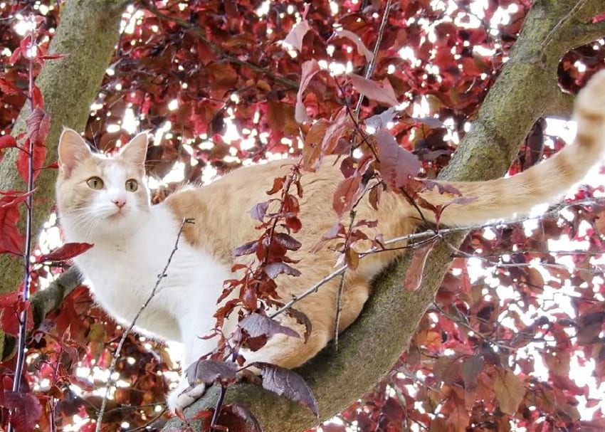 On Watch, cat, leaves, limb, tree HD wallpaper