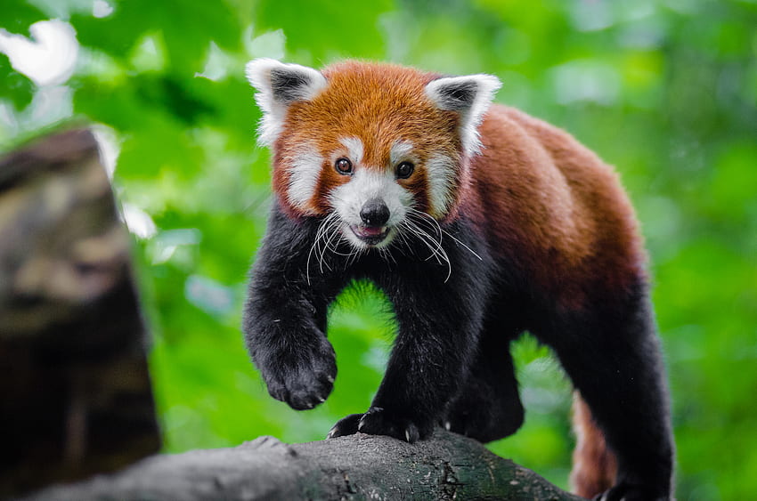Animales, Agradable, Cariño, Panda rojo, Panda pequeño, Panda pequeño fondo de pantalla