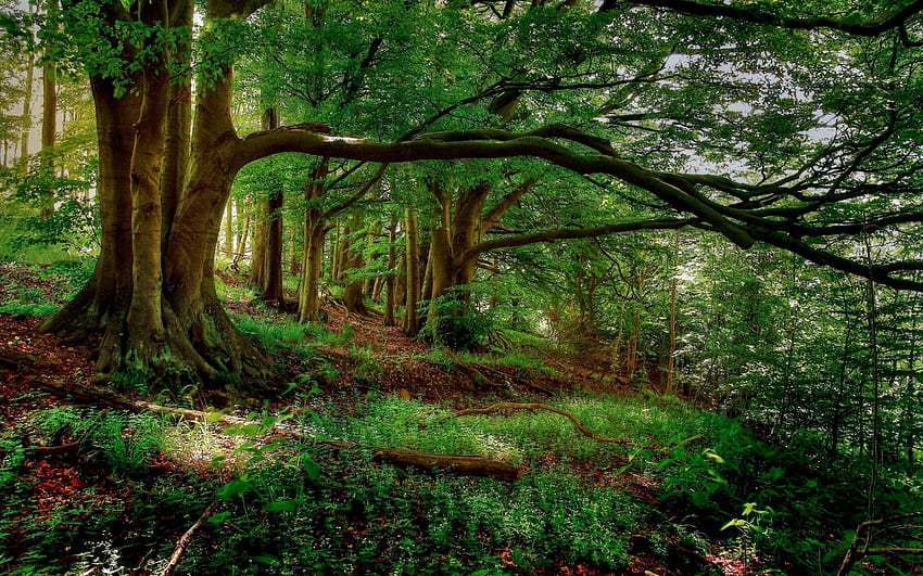 Forest BackgroundTumblr Background [] para su, móvil y tableta. Explora los bosques naturales de Nexus. Naturaleza, Más Bella, Increíble Bosque fondo de pantalla