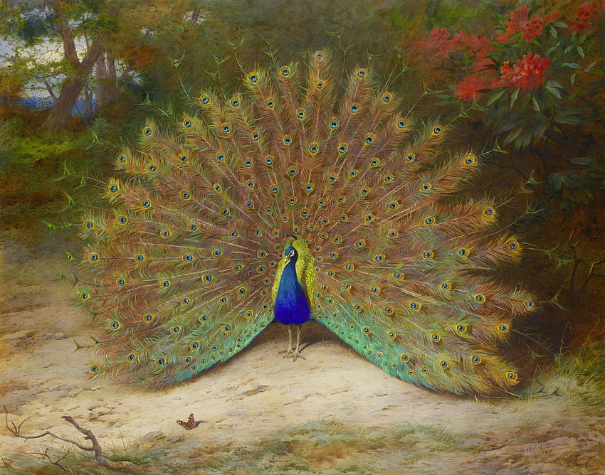 The Peacock in Myth, Legend, and 19th Century History. Author Mimi Matthews, Lucky Peacock HD wallpaper