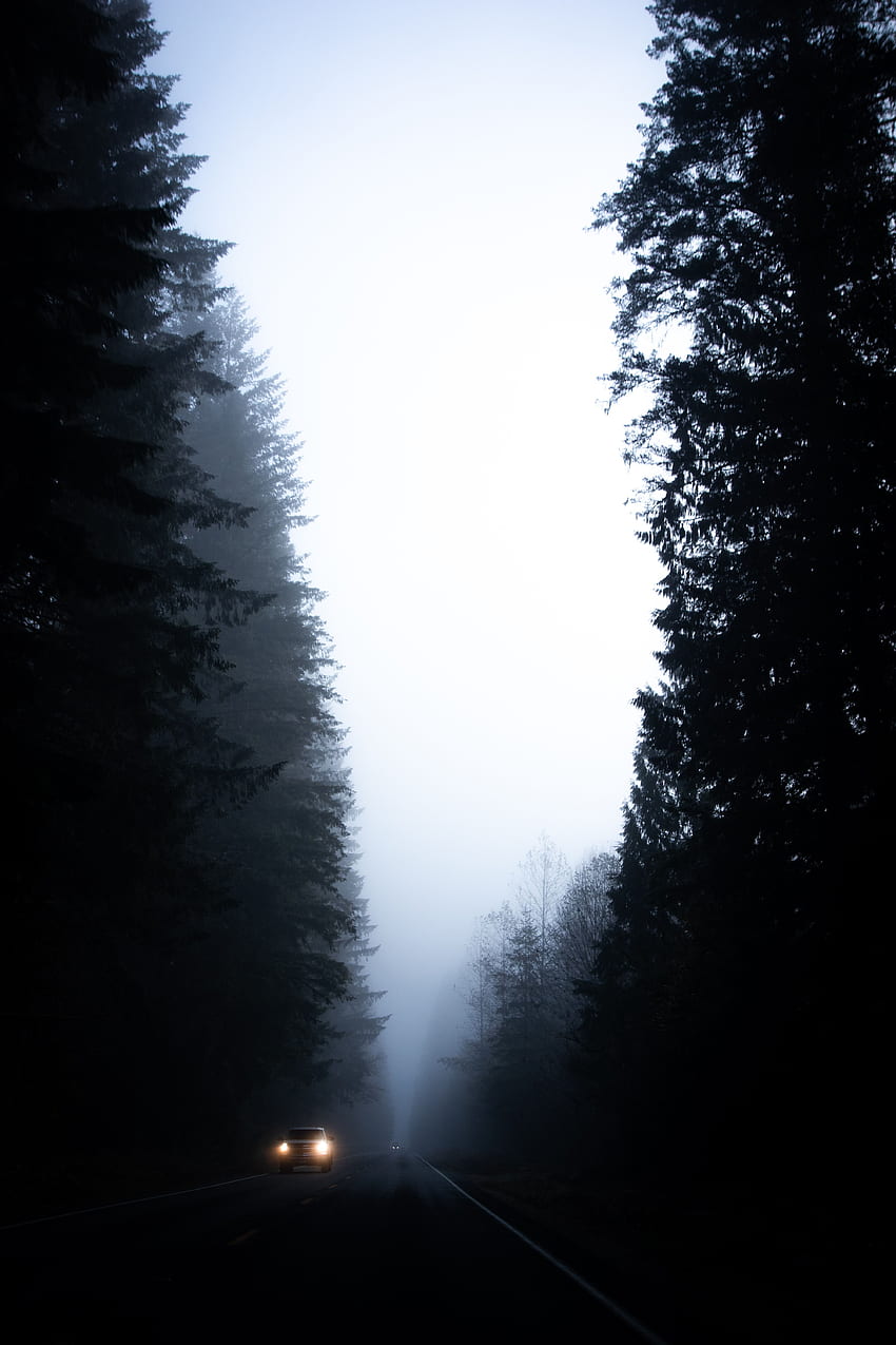 Trees, Dark, Road, Fog, Car, Machine HD phone wallpaper