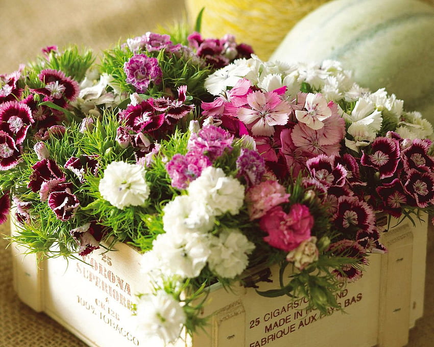 Bouquet da giardino, viola, bianco, scatola, verde, natura, fiori Sfondo HD