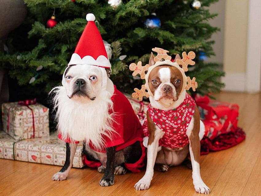 Misbehaving Pets at Christmas That'll Make You Smile HD wallpaper