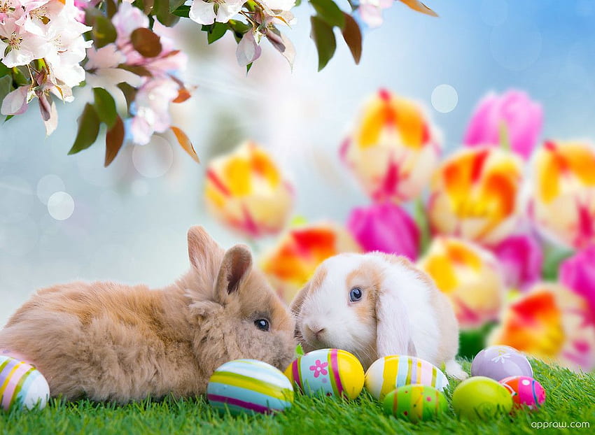 Сладки великденски зайчета - Великден, Великденско зайче HD тапет