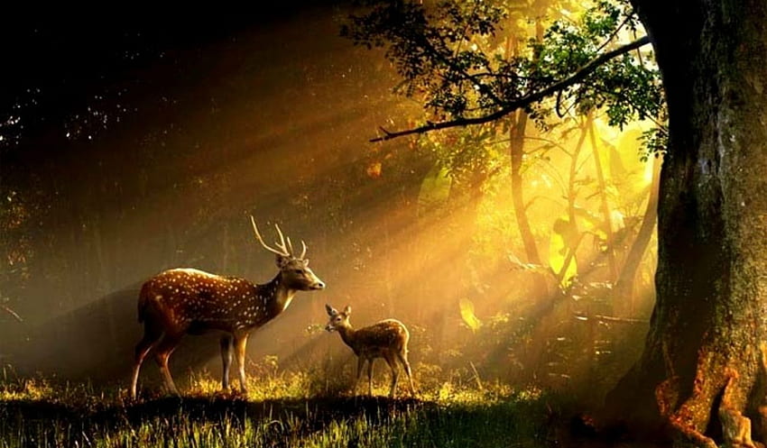 The Jnani and the World - Sri Ramana Maharshi - Teachings and Guidance for Life and Meditation. Animals, Most beautiful animals, Deer doe, Forest Deer HD wallpaper