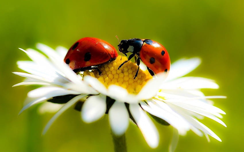 Ladybug . Ladybug Daisy , Ladybug Butterfly and Ladybug Dandelion HD wallpaper