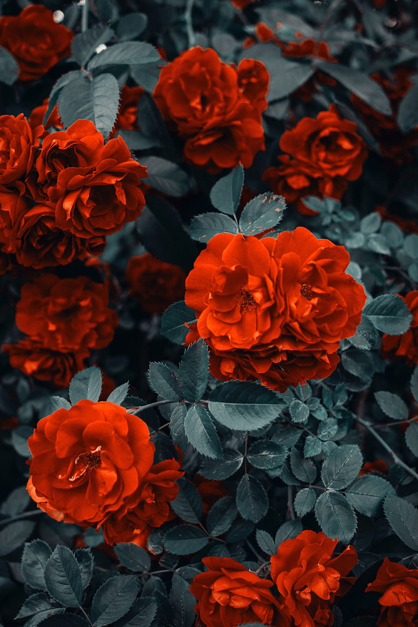 Цвят. Цвете, Червени рози, Естетика, Японска роза HD тапет за телефон