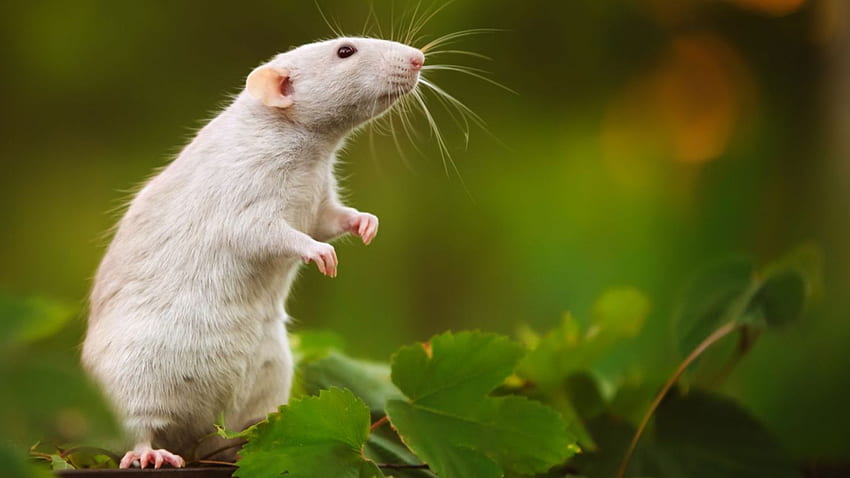 Rat wallpapers HD  Download Free backgrounds