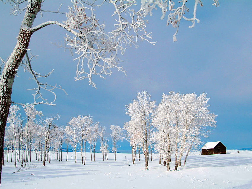 Winter, Nature, Trees, Snow, Field, Small House, Lodge, Hoarfrost, Frost HD wallpaper