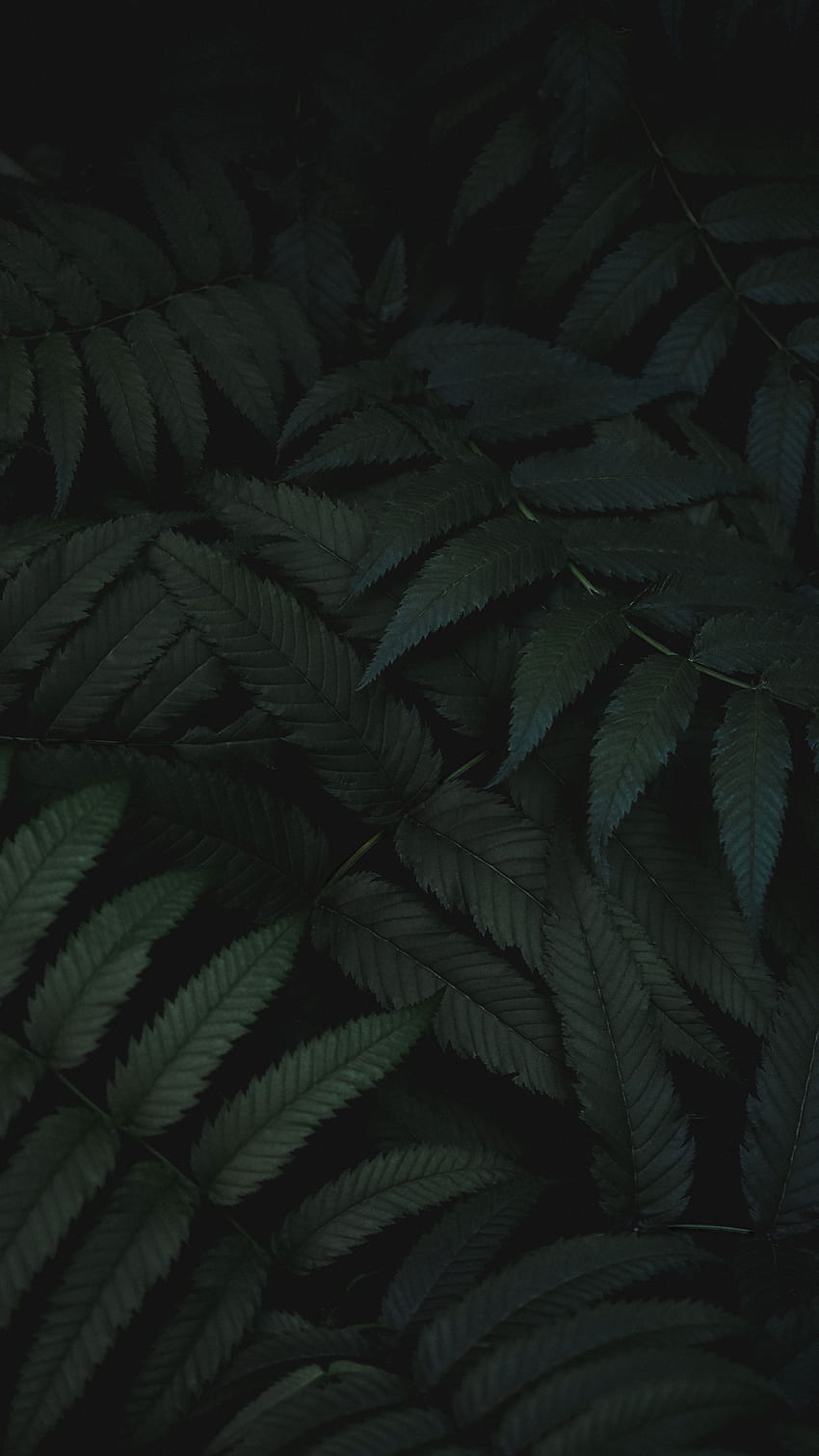 Природа, листа, растение, издълбани HD тапет за телефон