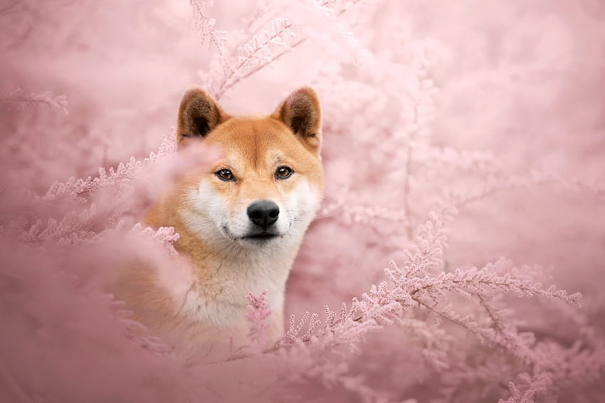 Shiba Inu, binatang, Shiba, Inu, Anjing Wallpaper HD