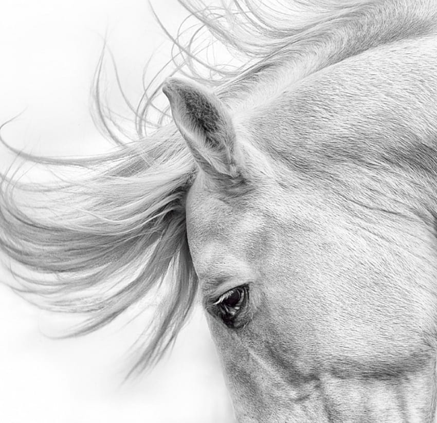 Horse art, horse, head, white, grey HD wallpaper