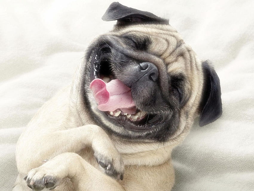 This Is The Comedian Of The Dog Society. Smiling animals, Funny dog , Smiling dogs, Laughing Dog HD wallpaper