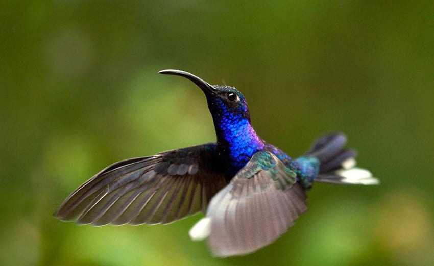 Hummingbird Flight, flight, animal, hummingbird, bird HD wallpaper