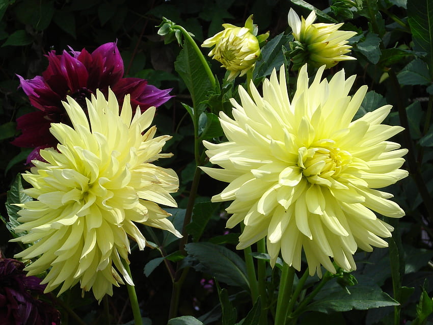 Flowers, Leaves, Close-Up, Dahlias, Buds HD wallpaper