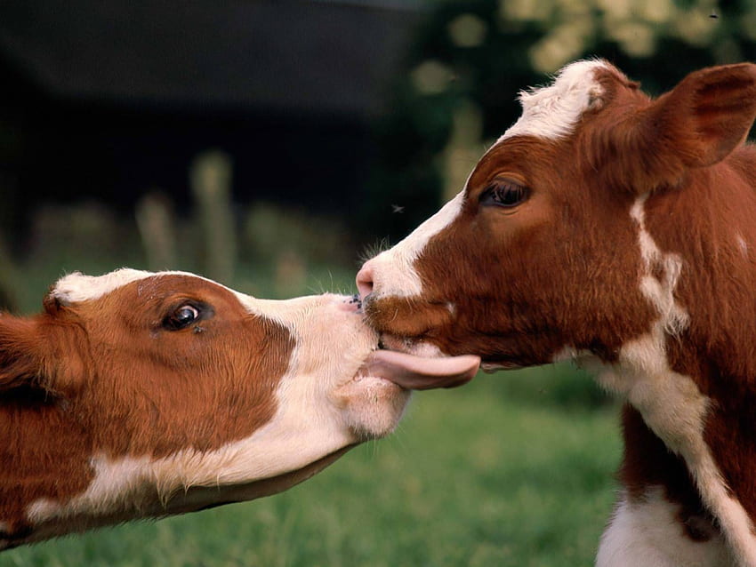 loving family, cow, calf, grass, green HD wallpaper