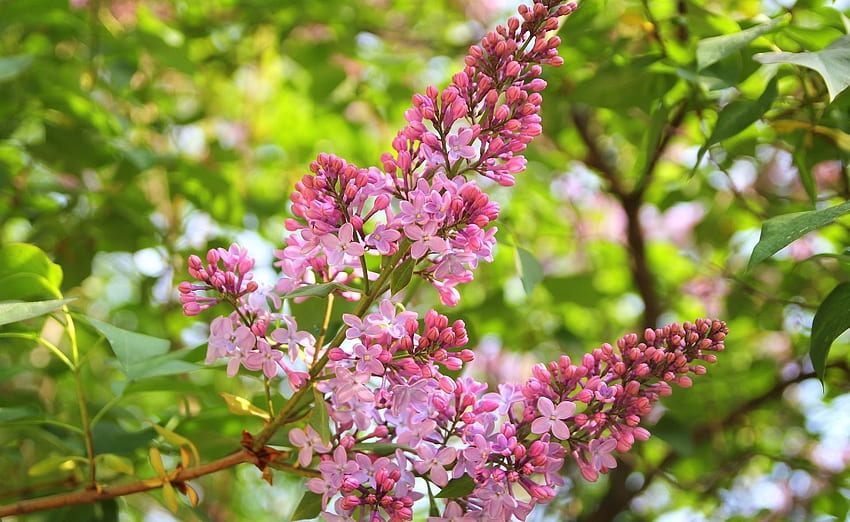 Bunga, Lilac, Cabang, Hijau, Musim Semi, Ketajaman Wallpaper HD