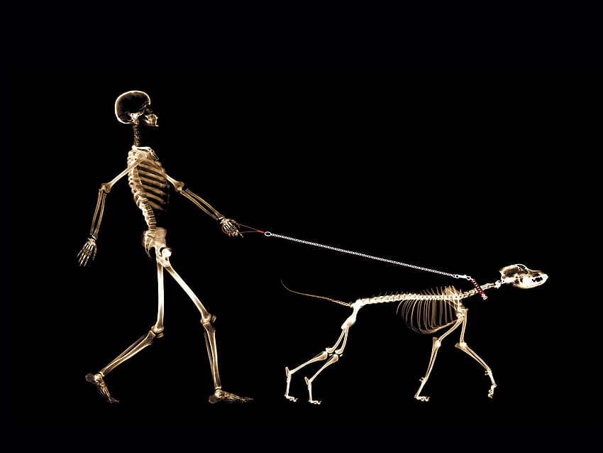 visione a raggi X. Scheletro di cane, raggi X, divertente, scheletro animale Sfondo HD