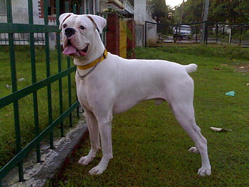 how much is a white boxer puppy