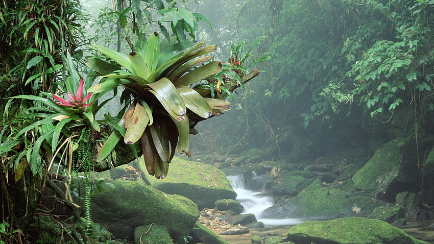 Amazon Rainforest Resolution HD wallpaper