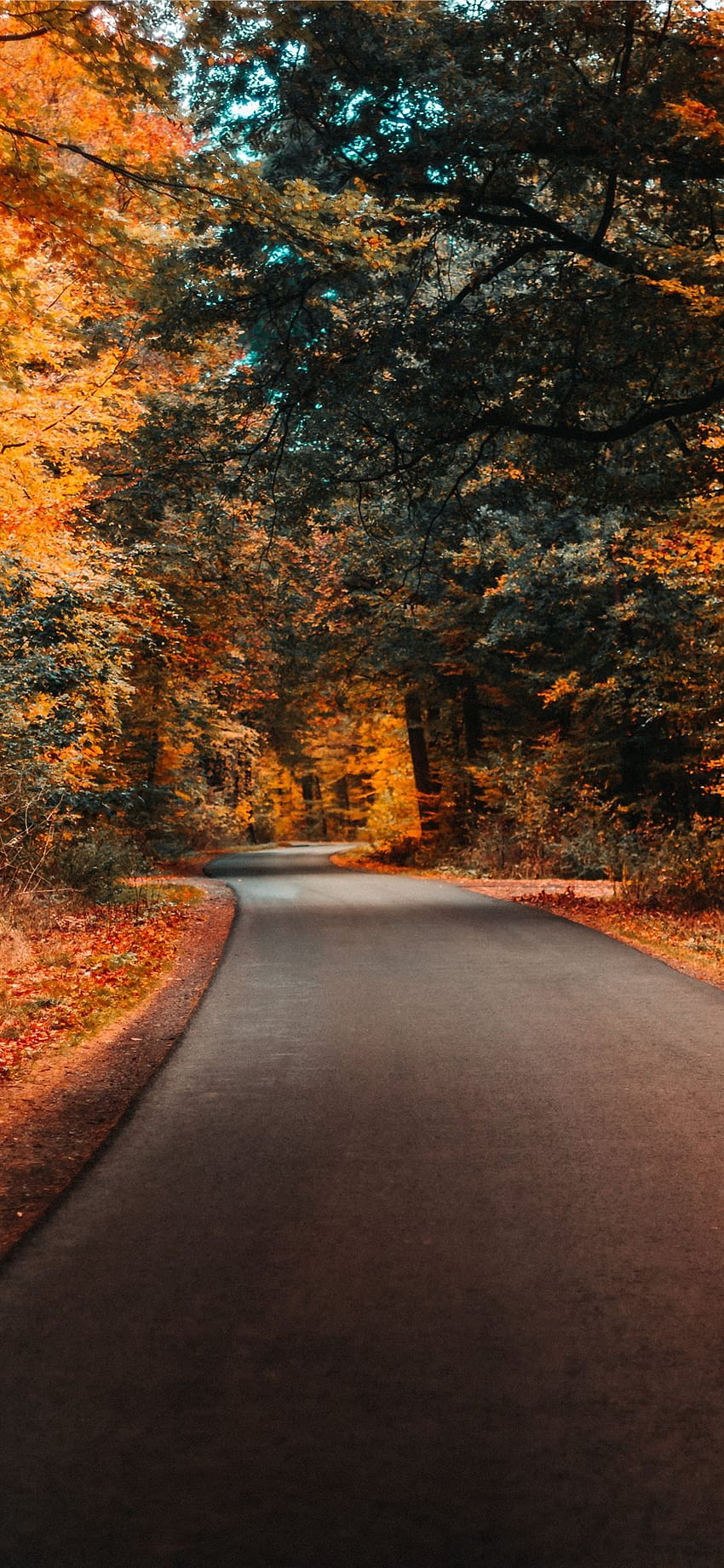 concrete road and autumn trees HD phone wallpaper