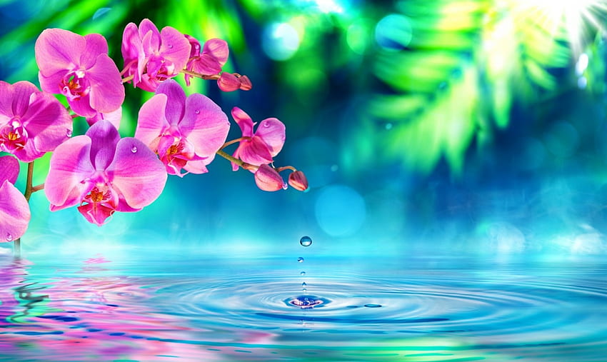 Reflection of pink orchids, drops, beautiful, relax, branch, pink, reflection, pretty, flowers, spa, water, orchids HD wallpaper
