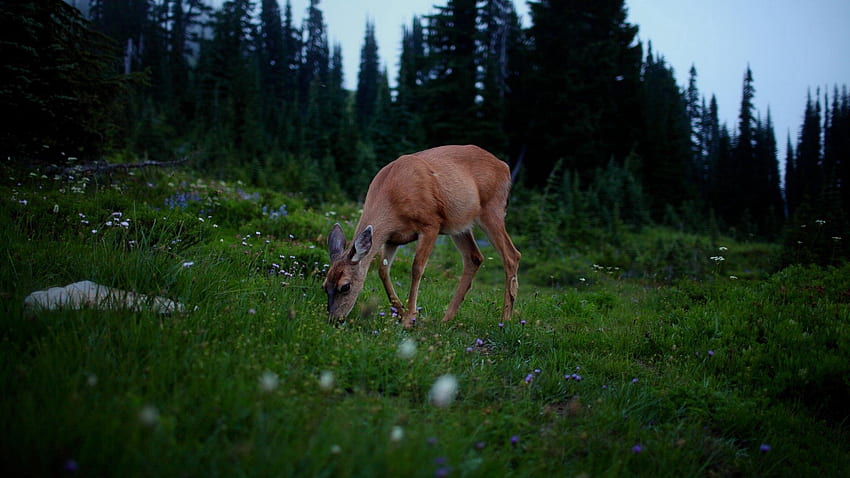 Animals, Grass, Dark, Forest, Stroll, Deer HD wallpaper
