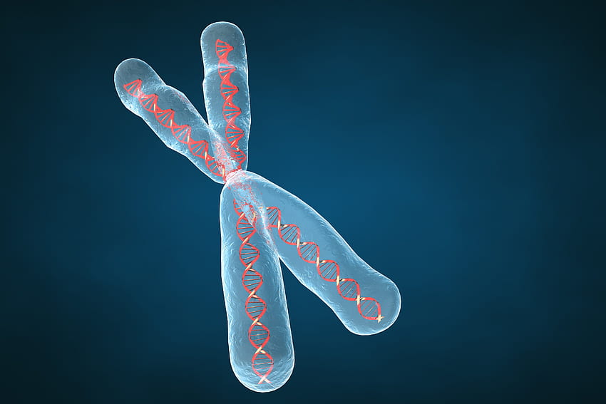 Chromosome. Chromosome, Chromosome PowerPoint Background et Chromosome Black Fond d'écran HD