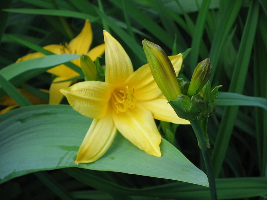 Day lily, flowers, lily HD wallpaper
