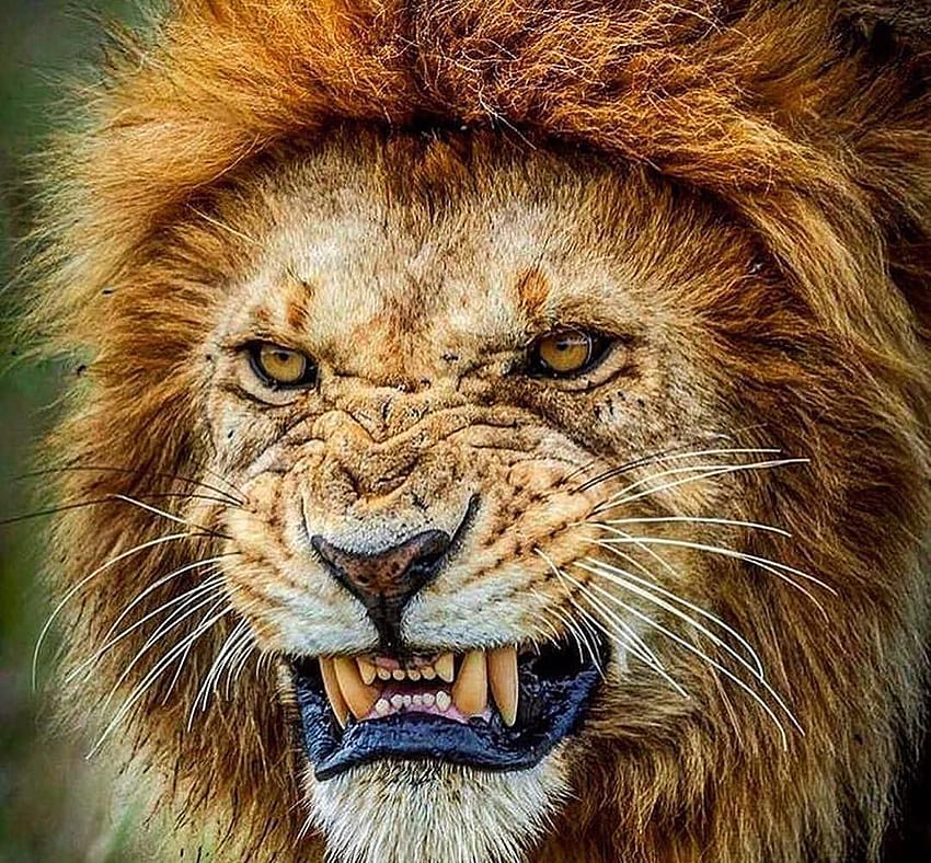 1 Likes, 60 Comments - LION, Stay Hungry Lion HD wallpaper