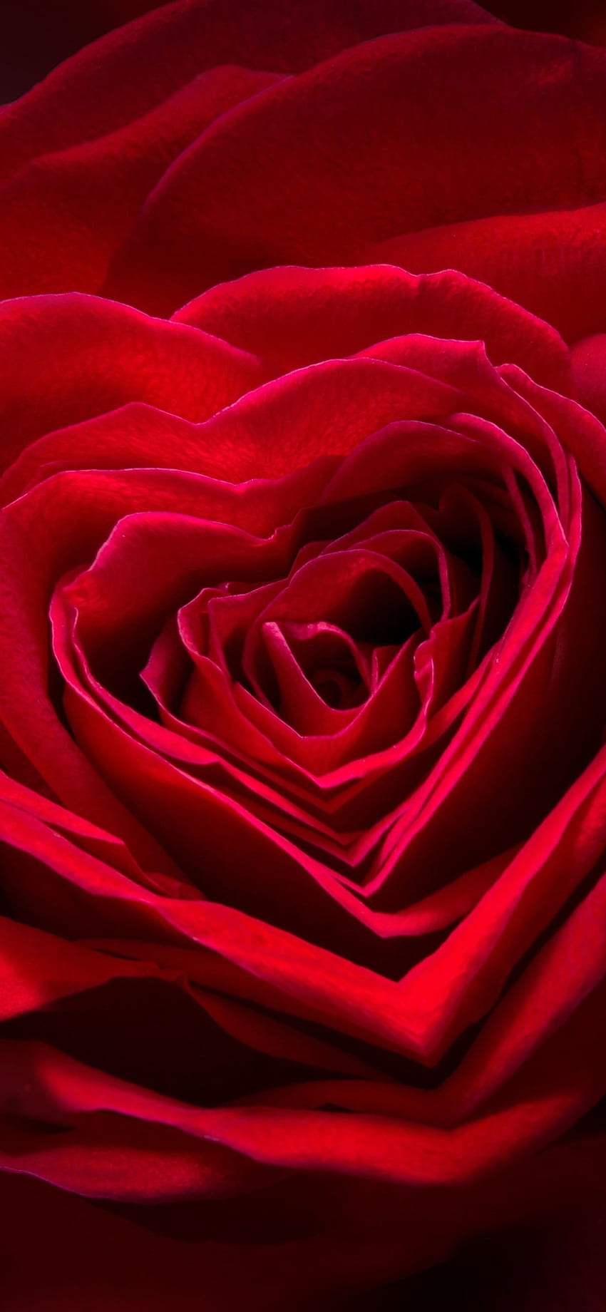 Rose Heart love petals red romantic valentine HD wallpaper  Peakpx