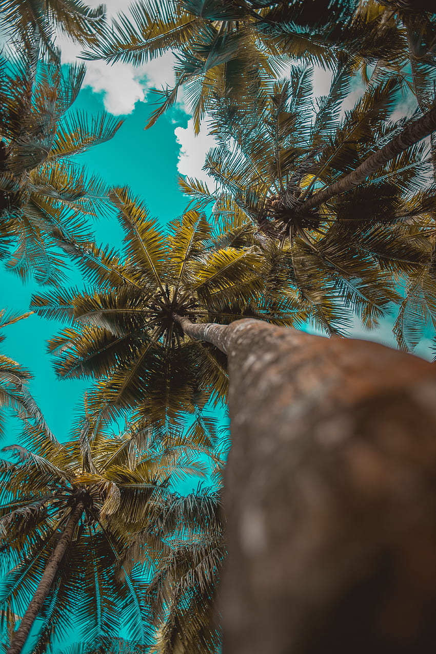 Nature, Trees, Sky, Clouds, Palms, Branches, Tropics HD phone wallpaper