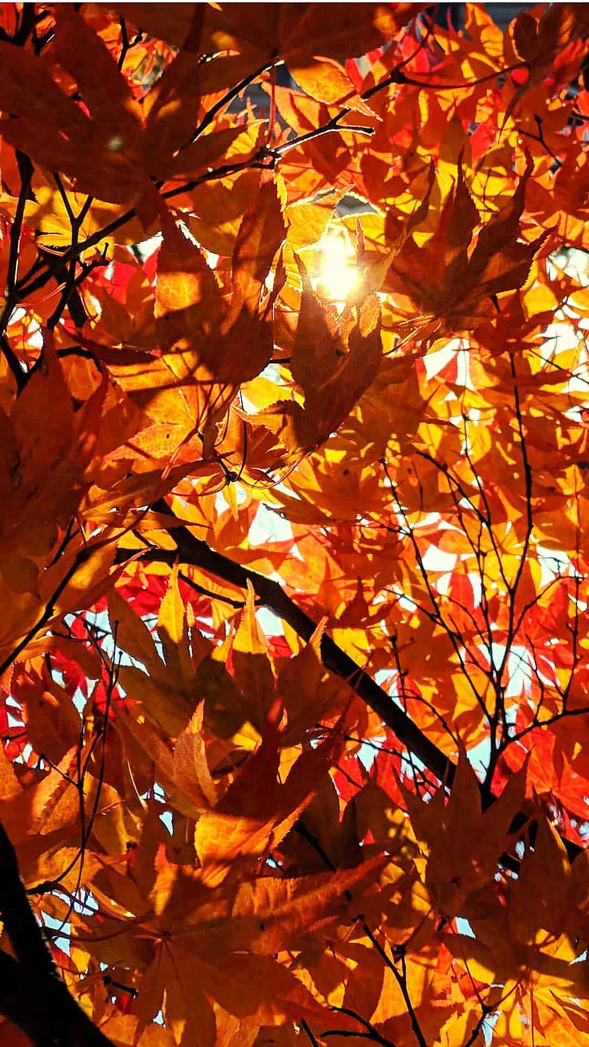 Autumn and Fall Background for Your Phone!, Autumn Lights Aesthetic HD