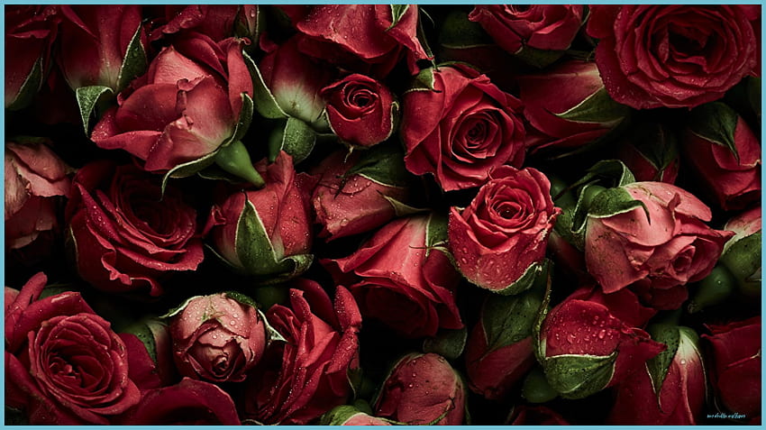 Hintergrundbilder Rot Rose Blumen - Rosa fondo de pantalla