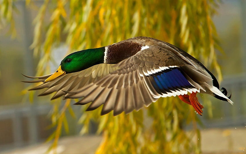 Animales, pájaro, multicolor, abigarrado, vuelo, ánade real, pato salvaje fondo de pantalla
