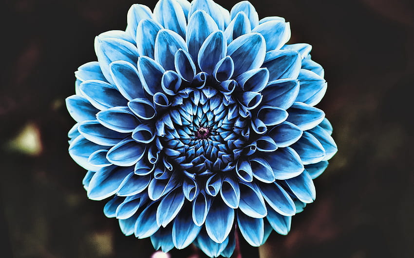 Blue Dahlia, Close Up, Bokeh, fiori blu, Dahlia, Blue Bud, Asteraceae per con risoluzione. Alta qualità Sfondo HD