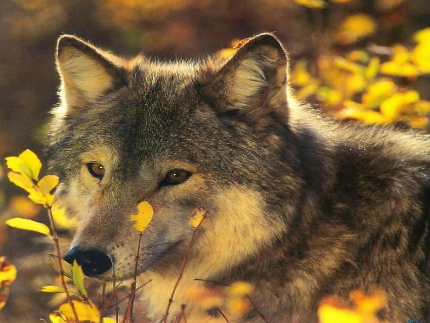 Wolf, wolves, animals HD wallpaper