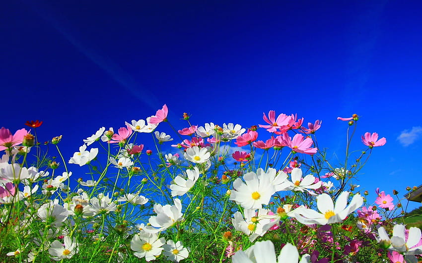 Białe i różowe stokrotki, natura, białe kwiaty, różowe kwiaty • For You For & Mobile Tapeta HD