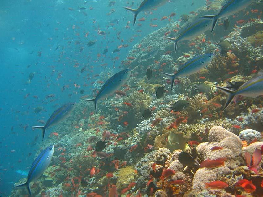 Füsiliere, Formen, Fische, Korallen, Ozean HD-Hintergrundbild