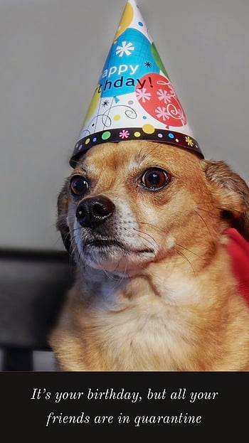40 Dog hat meme ideas in 2023  dog hat dog icon dog images
