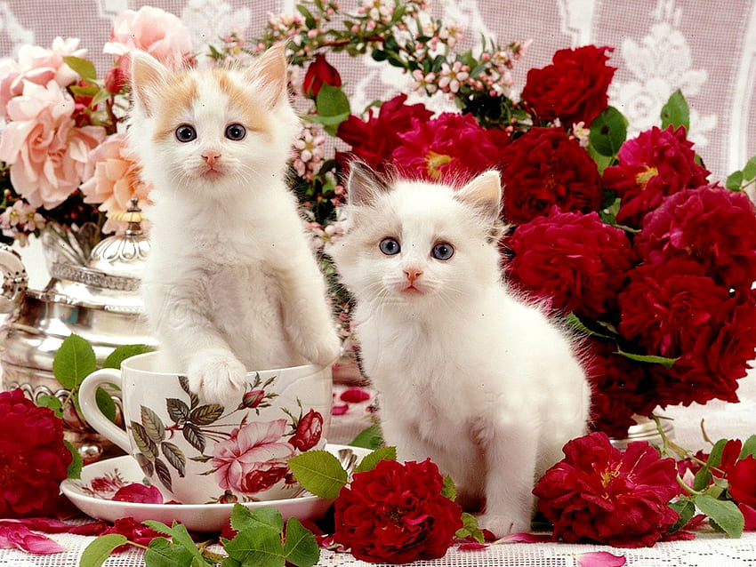 White Kittens Among Flowers Natural (2400×1800). Kitten , Cat , Baby Cats,  Beautiful White Cats HD wallpaper | Pxfuel