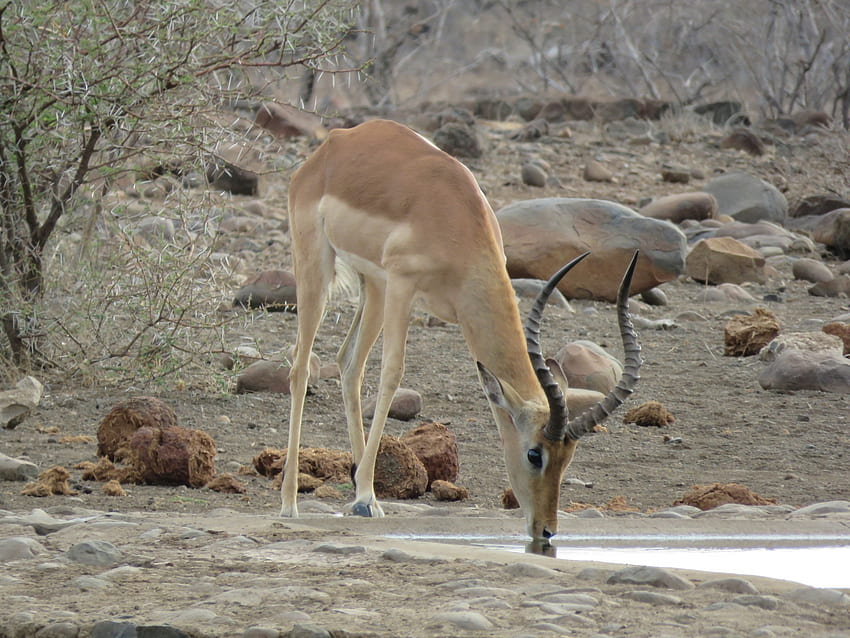 Impala Buck, Animals, Impala, Antlered Buck, Deer HD wallpaper