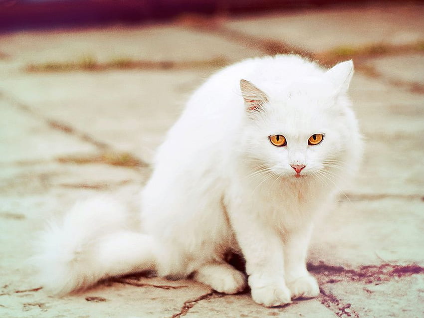 White Cat, cool, cat, white HD wallpaper | Pxfuel