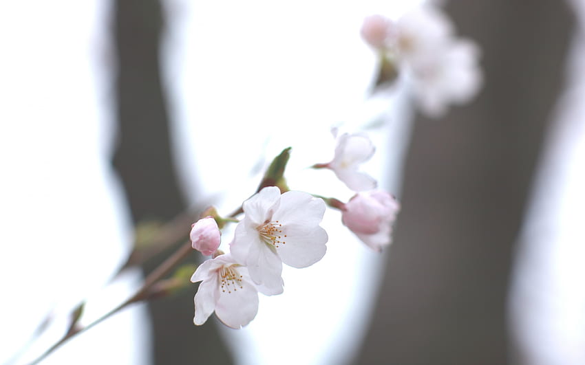 Spring, Sky, Cherry, Sakura, Macro, Shine, Light, Blur, Smooth, Twig, Sprig HD wallpaper